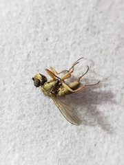 Ephydra