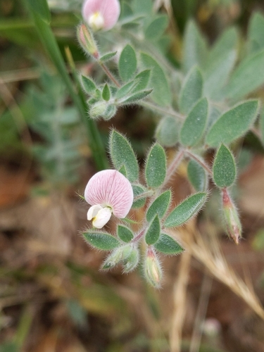 Acmispon americanus