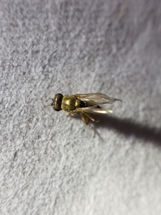 Ephydra
