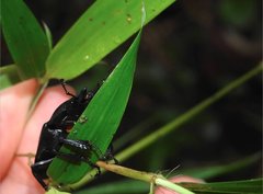 Neolucanus sinicus championi