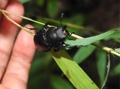 Neolucanus sinicus championi