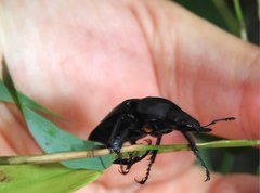 Neolucanus sinicus championi