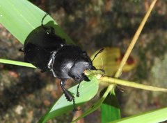 Neolucanus sinicus championi