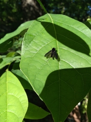 Tabanomorpha