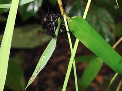 Neolucanus sinicus championi