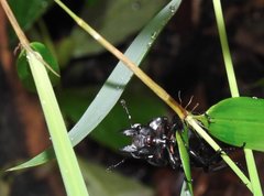 Neolucanus sinicus championi