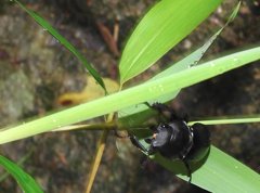 Neolucanus sinicus championi