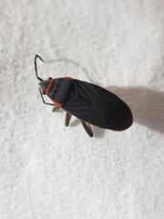 Melacoryphus rubicollis