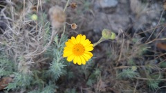 Thymophylla setifolia