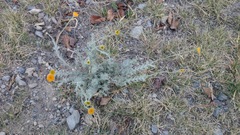 Thymophylla setifolia