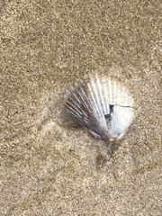 Argopecten ventricosus