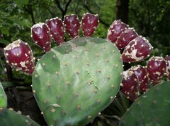 Opuntia decumbens
