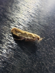 Ornativalva erubescens