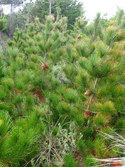 Pimelea villosa