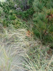 Pimelea villosa