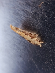 Ornativalva erubescens