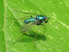 Condylostylus comatus