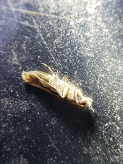 Ornativalva erubescens