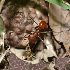 Polyergus montivagus
