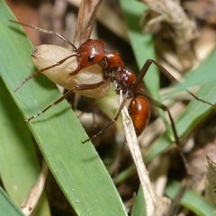 Polyergus montivagus
