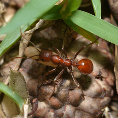 Polyergus montivagus