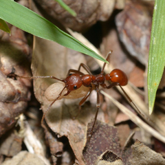 Polyergus montivagus