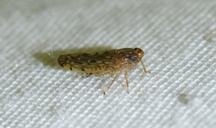 Osbornellus clarus