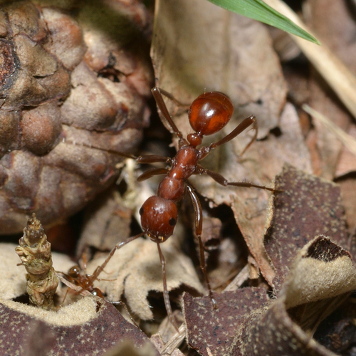 Foothills Amazon Ant (Polyergus montivagus) · iNaturalist