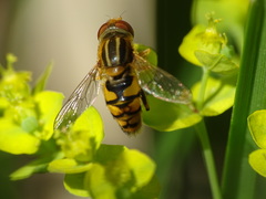 Parhelophilus integer