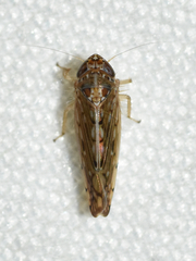 Osbornellus clarus