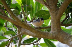 Fringilla coelebs canariensis