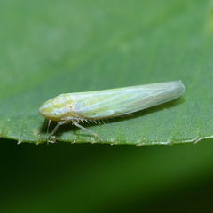 Dikraneura angustata