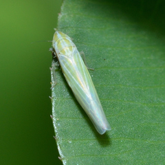 Dikraneura angustata