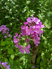 Hesperis matronalis