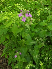 Hesperis matronalis