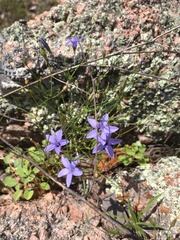 Campanula reverchonii