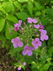 Hesperis matronalis