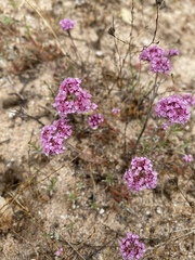 Chorizanthe douglasii