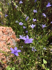 Campanula reverchonii