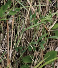 Lathyrus palustris pilosus