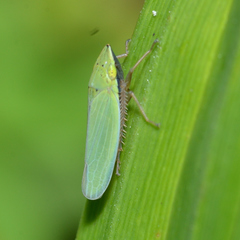 Draeculacephala balli