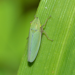 Draeculacephala balli