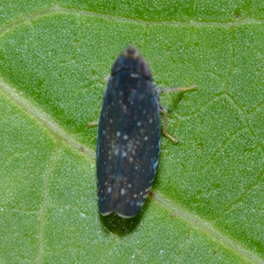 Scaphytopius frontalis