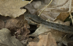 Crotalus pusillus