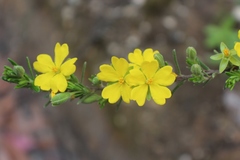 Hibbertia australis