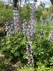 Lupinus perennis