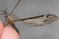 Tipula pierrei