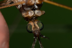 Tipula pierrei