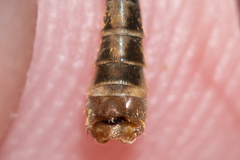 Tipula pierrei