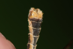 Tipula pierrei